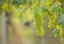 Plantão da Adagro garante emissão de PTV no feriado da Semana Santa