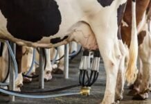 Governo anuncia pacote para impulsionar produção de leite