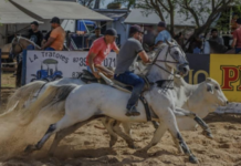 41ª Vaquejada de Petrolina reúne competidores de todo o país e amplia impacto econômico