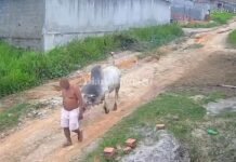 Homem fica ferido após ser atingido por chifrada de boi em Paudalho (PE)