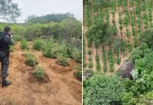 Cerca de 50 mil pés de maconha são erradicados na zona rural de Dormentes (PE)