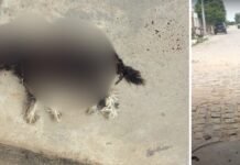 Petrolina (PE): Dois cachorros pit bulls matam poodle no bairro Cacheado; tutora ainda ameaça vizinha e joga corpo do animal em calçada