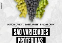 Cotton Candy, Sweet Jubilee e Sugar Crisp são variedades de uvas protegidas
