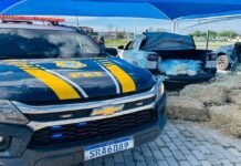 Paulo Afonso (BA): PRF apreende mais de 85 kg de drogas escondidos sob carga de feno na BR-110