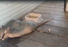 Vídeo: PRF resgata dois tatus durante fiscalização na BR 232, em Serra Talhada (PE)
