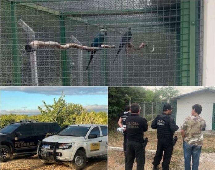 Sem título