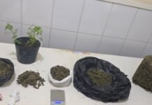 Polícia apreende pássaros silvestres e cerca de 7Kg de maconha em Juazeiro (BA)