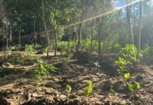 Polícia Militar erradica cerca de 4.600 pés de maconha na zona rural de Curaçá (BA)