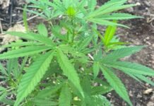 Cerca de 1.250 pés de maconha são erradicados em Curaçá (BA)