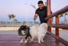 Espaço dog atrai pets e tutores no Parque do Povo Rafael Coelho em Petrolina