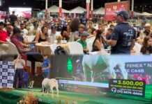 Dormentes (PE): Leilões virtuais da CAPRISHOW 2026 batem recorde e superam expectativas
