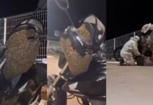 Abelhas ‘descansam’ em motocicleta na cidade de Botucatu (SP) e imagens impressionam