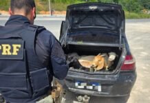 Pernambuco: PRF flagra cinco bodes dentro de porta-malas de carro na BR-408