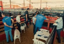 Com mais de 500 baías vendidas Caprishow Dormentes destaca potencial da caprinovinocultura