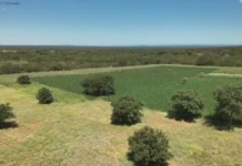 Cerca de 200 mil pés de maconha são erradicados na Chapada Diamantina (BA)