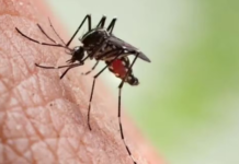 Seis cidades da Bahia estão em epidemia de dengue, Remanso (BA) e Uauá (BA) na lista