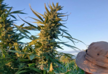 Polícia erradica roça com aproximadamente 200 pés de maconha em Abaré (BA)