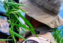Polícia Militar erradica aproximadamente 3.600 pés de maconha no distrito de Pedra Branca em Curaçá (BA)