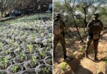 Juazeiro (BA): 20 mil pés de maconha são erradicados na região de Maniçoba