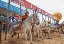 Petrolina (PE): Brasas do Forró, Matheus do Acordeon e Sérgio do Forró são as atrações da Jecana do Capim 2026