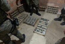 Operação ‘Ninho de Falcão’ mira grupo criminoso por tráfico interestadual de animais silvestres