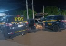 PRF resgata 250 pássaros silvestres na BR 116, em Parnamirim (PE)