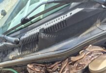 Jibóia é encontrada dentro de motor de caminhonete em Caruaru (PE)