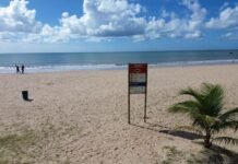Tubarão que mordeu criança na Praia de Piedade, no Recife (PE) é da espécie cabeça-chata