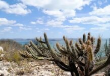 Governo federal amplia ações para frear avanço da desertificação na Caatinga