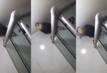 Carcará faz visita surpresa em banheiro de apartamento; Susto grande”, diz moradora