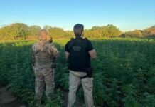 Operação policial destrói 56 mil pés de maconha na zona rural de Cabrobó (PE)