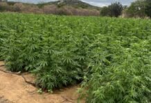 Pelo segundo dia consecutivo, polícia localiza mais uma extensa plantação de maconha em Cabrobó (PE)