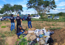 Polícia Civil incinera uma tonelada de drogas apreendidas na região de Senhor do Bonfim (BA)