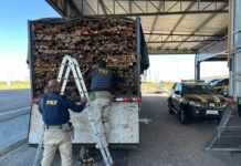 PRF apreende 623 m³ de madeira irregular e resgata aves silvestres no Sertão de Pernambuco