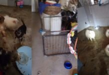 Quase 150 cães de raça são resgatados em canil superlotado após maus-tratos, em Paulista (PE)