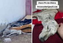 Após vídeo publicado em nosso Instagram, cachorro é resgatado pelo Projeto Oxente Caramelo; saiba como ajudar