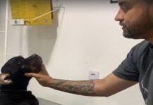 Cadela da raça Rottweiler é abandonada doente no lixo; veja como ajudar