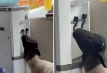 Cabrito surpreende ao beber sozinho água gelada de bebedouro em Petrolina (PE); veja vídeo