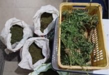 PM erradica 30 mil pés de maconha e apreende 43 kg da droga na zona rural de Petrolina (PE)