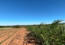 Prefeitura de Petrolina mantém programas de incentivo à agricultura familiar no município