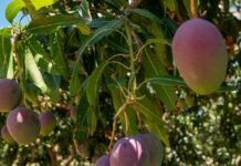 Exportações brasileiras de frutas registram recorde histórico no primeiro semestre de 2026, afirma Abrafrutas