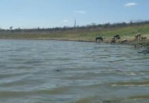 Toxina é identificada em açude de Sertânia (PE) e prefeitura emite alerta para evitar uso da água