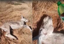 Vídeo: Jumento sofre e agoniza em terreno próximo ao Condomínio do Horto em Petrolina (PE)
