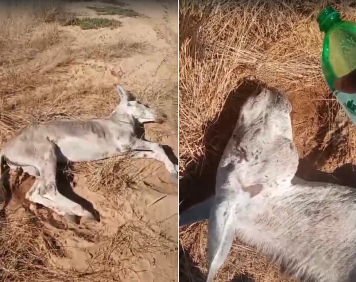 ajudaaanimal