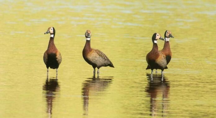 aves