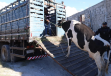 Operação integrada combate criatório irregular de animais em Petrolina (PE) e proprietário são penalizados