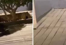 Moradora flagra ratos circulando na Orla de Petrolina (PE)