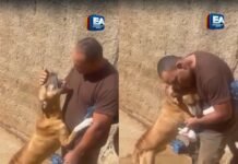 Cachorro reencontra o dono caminhoneiro após viagem e vídeo emociona as redes sociais
