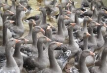 Lula sanciona lei que proíbe foie gras no Brasil após classificação do preparo como maus-tratos