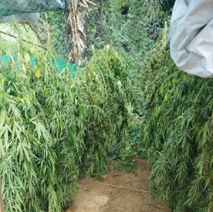 maconha-erradicada-Norte-baiano